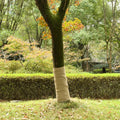 Juterolle 1 x 10 m 100 % Jute 200 g/m²