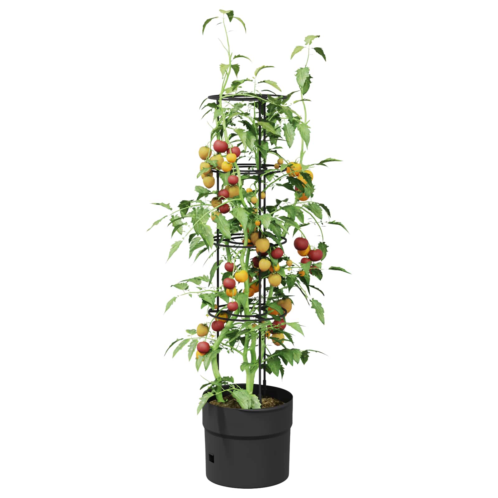 Tomatenaufzucht Schwarz Ø 32 x 127 cm PP